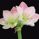 Time-lapse of opening Apple Blossom amaryllis flower - VideoHive Item for Sale