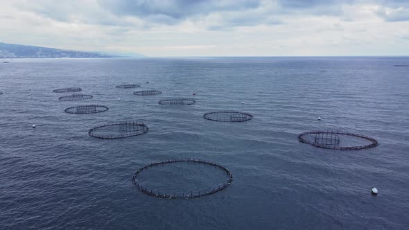 Fish farm with lots of fish enclosures in sea. Fish hatchery alt