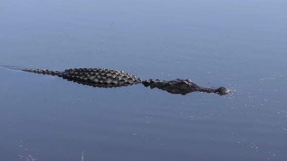  Large Alligator Swims In Florida Lake