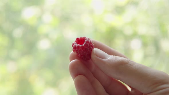 Ripe Raspberry in the Hands of a Man