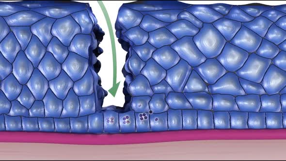 Cancer papilloma virus components alt