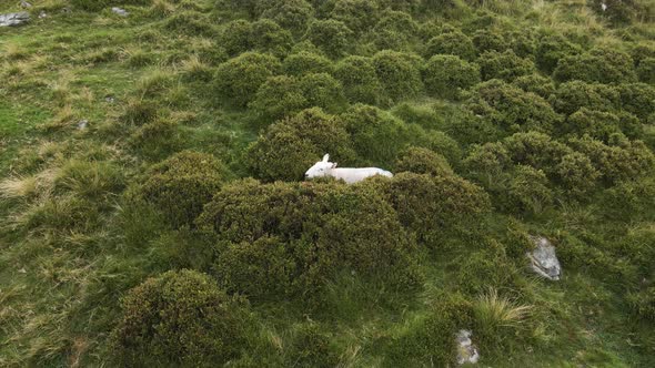 A Lone Sheep Hiding Between The Green Grass By The Wicklow Mountains In Ireland.  - aerial drone sho alt