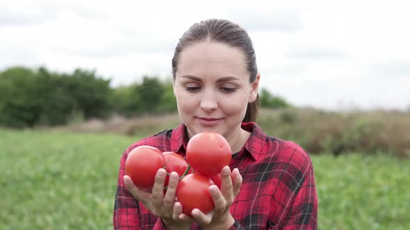 The farmer holds fresh fragrant red tomatoes in his hands. Organic vegetables on the farm. alt