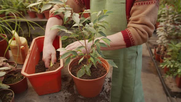 Close Up of Man Potting Plant in Greenhouse alt