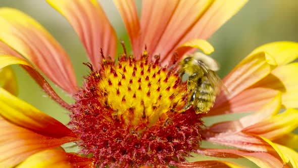 A Bee on a Flower on a Hot Sunny Day Collects Nectar and Pollinates Flowers. alt