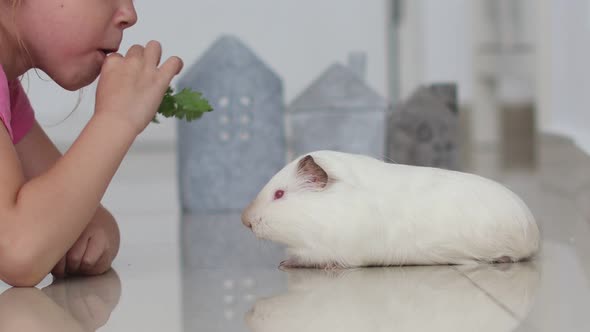 Funny Child Girl With Guinea Pig Pet Lie Eat One Sprig Of Parsley Together