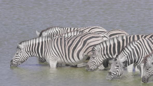 Zebras in Waterhole Drinking