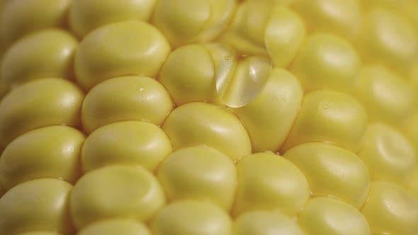 Macro Shot of Row Ripe Yellow Corn Grains Along Which Trickle of Thick Viscous Honey or Oil Flows alt