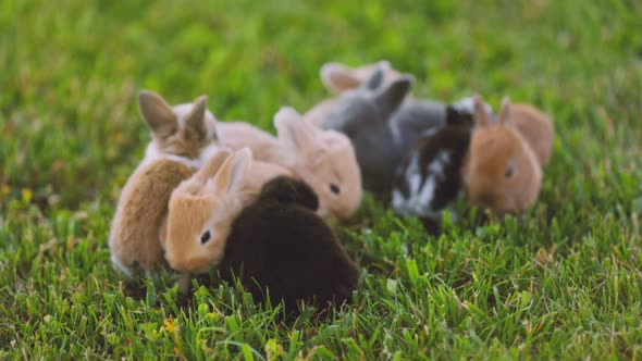 Many Little Rabbits on the Lawn