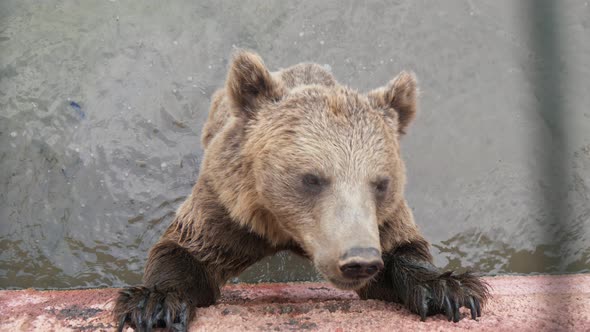 Large Brown Bear Standing in a Pool and Catching Thrown Bread in a Zoo in Summer  