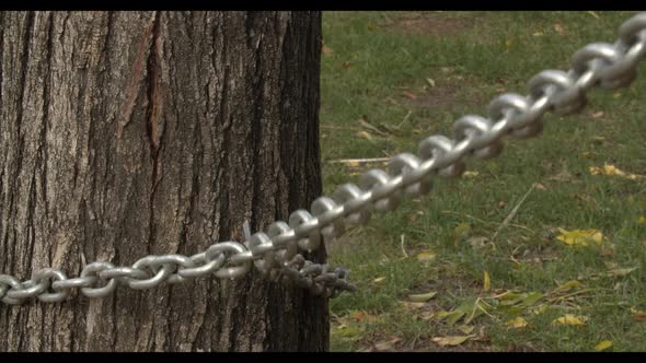 Chain On A Tree Gets Tension