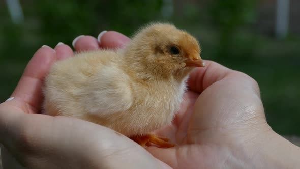 The Little Chick is Sitting on the Palms of His Hands