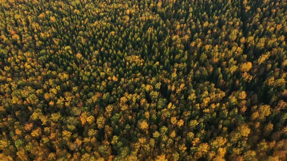 Top Down Autumn Wood. Nature Background. Aerial Top View of Autumn Forest with Colorful Trees