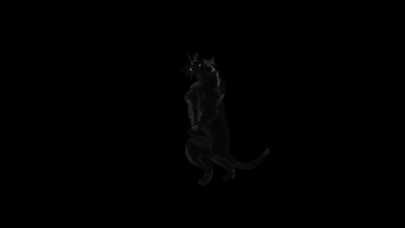 Panther Dancing HD alt