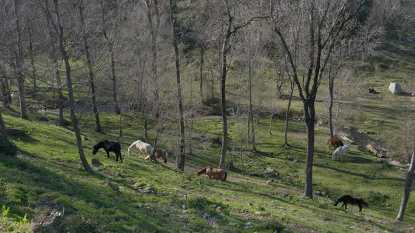 Horses Wild Forest 