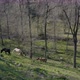 Horses Wild Forest  - VideoHive Item for Sale