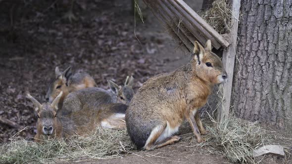 Patagonian mara eating hay, Dolichotis patagonum