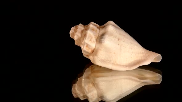 Little Marine Sea Shell Isolated on Black, Rotation, Reflection alt