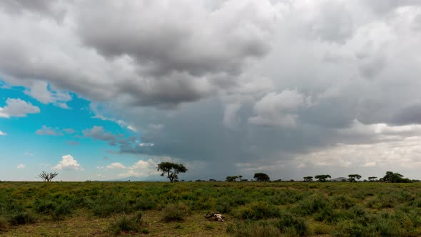 Timelapse of Serengeti landscape with a Wildebeest scull in front alt