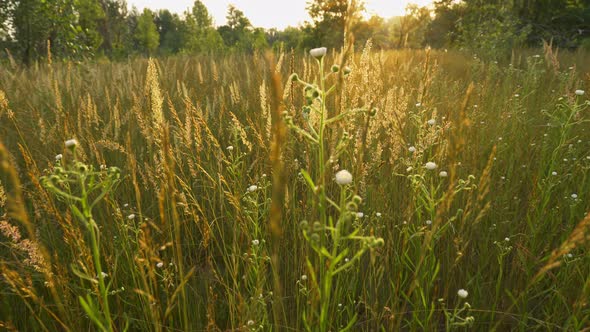 Walking in the Summer Meadow with Various Herbs. Soft Backlight Sunset. Camera Moves Among the alt