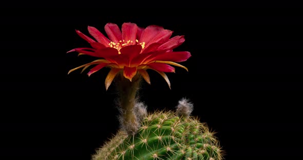 Red Color Flower Timelapse of Blooming Cactus