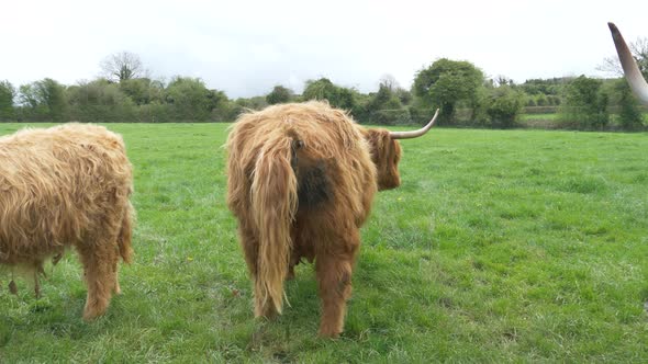 Brown Scottish Highland Cow Having A Shit On The Irish Farmland, In County Laois, Ireland. Static Sh alt