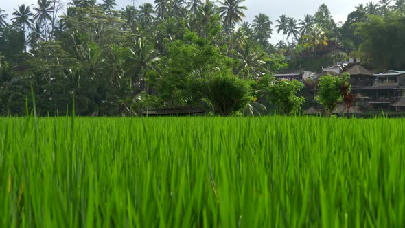 Dolly Shot of Rice Field in Bali Island, Indonesia alt