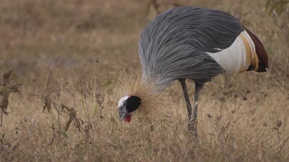Crested crane feeding. Uganda flag national bird eating in Savanna. East Africa animals 4K. alt