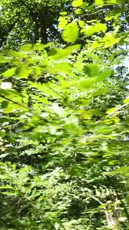 Vertical Video of Summer Forest By Day alt