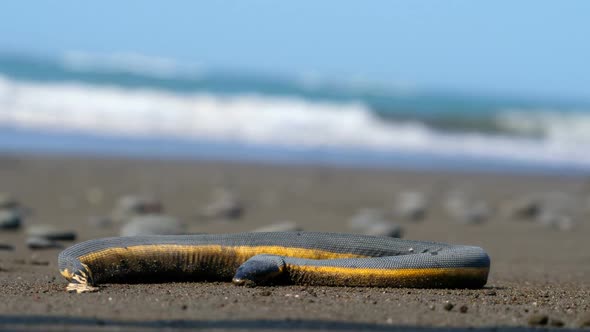 Tropical Yellow Sea Snake on the Sand of the Beach