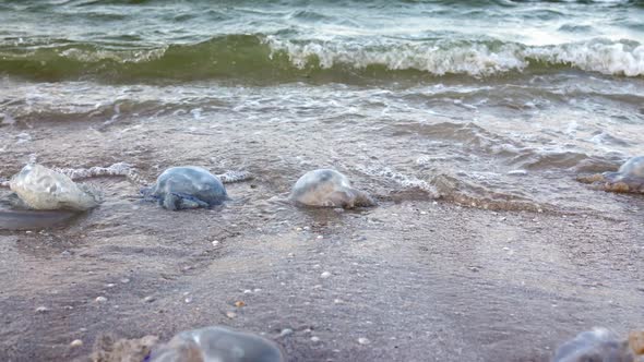 Dead Jellyfish Lie on a Sandy Shore Signed By Water on the Sea of Azov alt