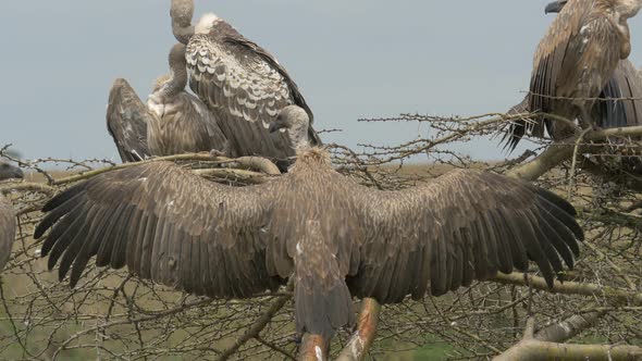 Ruppell's vulture with open wings alt