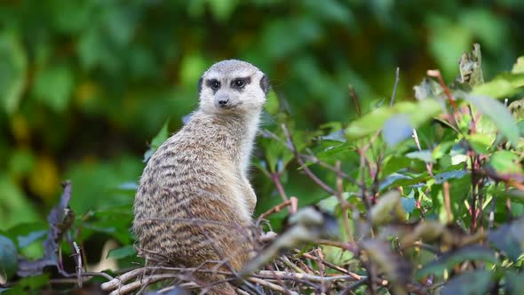 Video of one meerkat sitting in tall green grass looking around