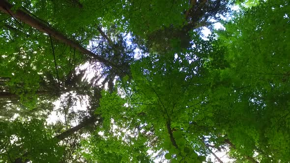 Tree Green Crowns in the Forest alt