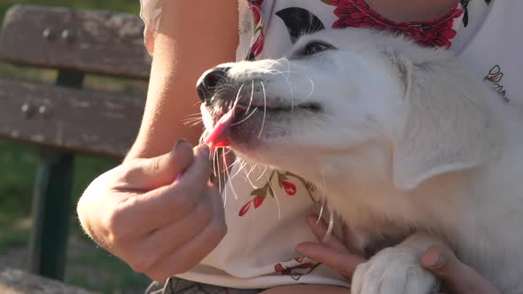 Beautiful White Dog Eat Ice Cream