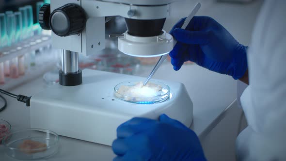 Crop Scientist Examining Chicken Cell Meat Under Microscope alt