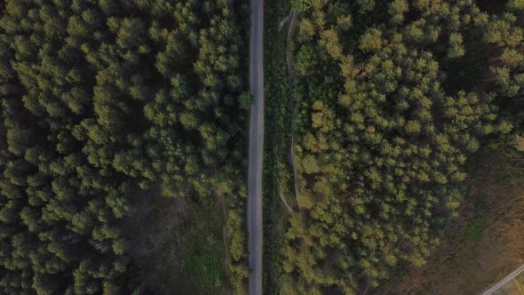 Aerial view flying over a dirt forest road green trees of dense woods growing both sides. pine fores