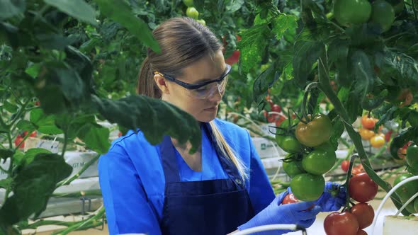 Female Gardener Picks Red Tomatoes in Greenhouse alt