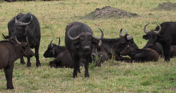 African Buffalo, syncerus caffer, Group resting, Masai Mara Park in Kenya, Real Time 4K alt