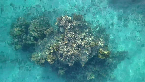 Close up of corals and fish. Aerial footage of the Coral Reef Nature Reserve, Eilat Israel. alt