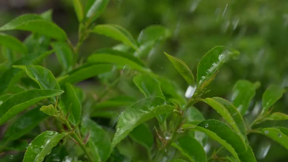 Green Plants in the Rain 19 alt