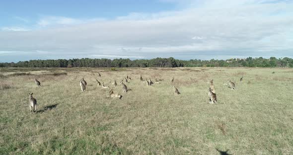 Aerial perspective approach a mob of kangaroos laying in open plain sunning themselves. alt