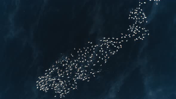 Amazing Top View of Wild Birds Floating in Lake Baikal on Spring Day.