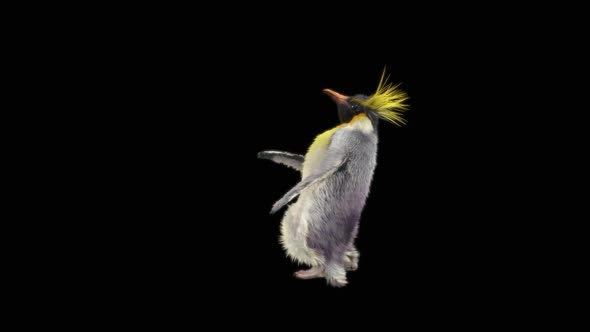 Penguin Dancing HD alt