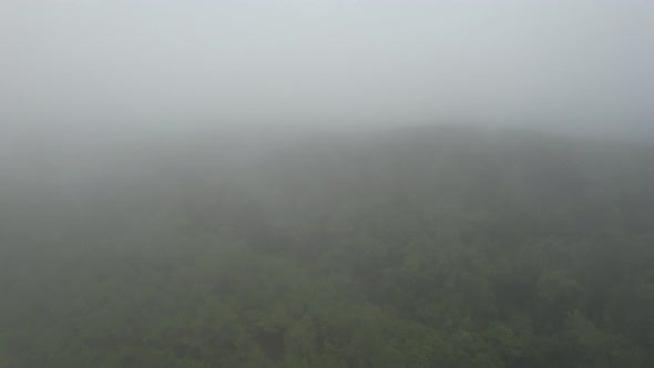 Aerial view of the pine tree woods in the forest on foggy day by drone