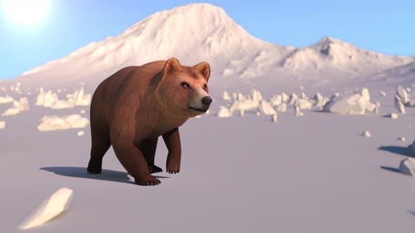 Grizzlie Bear walking on ice mountain.