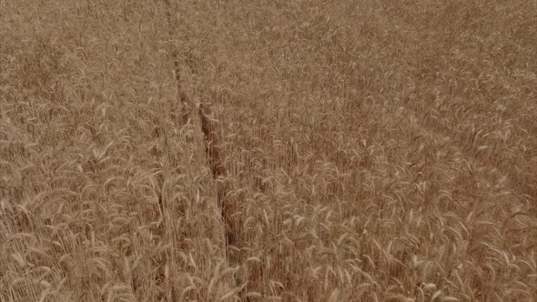 Dry Wheat field ready for harvest, Aerial footage. alt