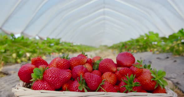Close Up of Sweet Ripe Strawberries Inside Basket alt