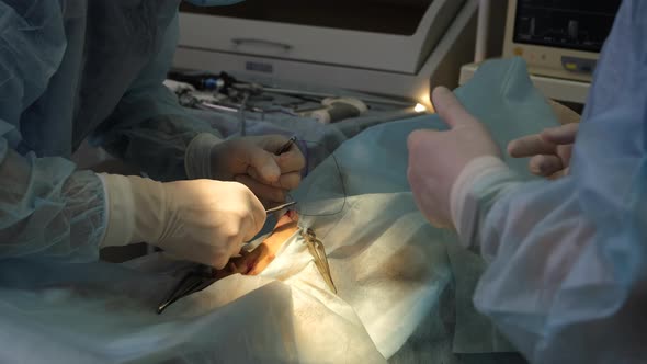 Surgical Procedure at the Veterinary Hospital alt