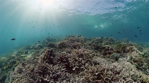 Coral Reef and Tropical Fish alt